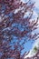 Branches of prunus pissardii in bloom against the sky