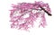The branches of the purple cherry tree are isolated on a white background
