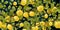 Branches quince tree with ripe fruits. Dark background picture. Garden plant with edible harvest. Seamless pattern