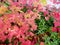 Branches of red autumn viburnum guelder-rose. Bright autumn background with red and pink leaves