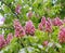 Branches of the red blooming horse-chestnuts