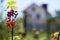 Branches with red currant berries on the background of the house, harvesting. Healthy berries, copy space