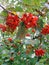 Branches of red currant with leaves that are sick. Means against garden pests, insects and germs. Disinfection of garden patches,