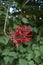 Branches with red flowers of Erythrina herbacea