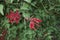 Branches with red flowers of Erythrina herbacea