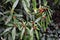 Branches with red fruits of Aucuba Japonica Salicifolia