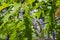 Branches of red oak with young leaves and withered catkins