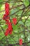 Branches of red schisandra. Bunches of ripe schizandra