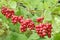 Branches of red schisandra. Schizandra chinensis plant with fruits on branch