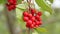 Branches of red schisandra. Schizandra chinensis plant with fruits on branch