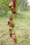 Branches of red schisandra. Schizandra chinensis plant with fruits on branch