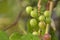 Branches of red wine grapes growing in Italian fields wet after