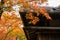 Branches of red and yellow leaves of maple trees beside the roof background in autumn season of Japan