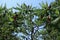 Branches of Rhus typhina with red fruit clusters against blue sky