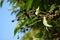 Branches with ripe fruits of wild black cherry, Prunus serotina.