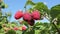 The branches with ripe raspberry berries against