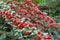 Branches with ripe red cotoneaster berries