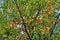 Branches with ripe yellow cherry plum fruit growing in the garden