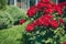 Branches of rose bush saturated red in summer morning garden