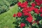 Branches of rose bush saturated red in summer morning garden