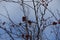 Branches of rowan with berries against blue sky in winter