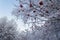 Branches of rowan berries in snow