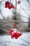 Branches of rowan in snow clear frosty day. Winter background. Lookup. Mountain ash.