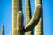 Branches of Saguaro Cactus