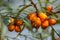 Branches of sea buckthorn with juicy berries