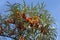 Branches of sea buckthorn with juicy berries on blue sky background