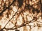 Branches shadow close up background. Blurry dense tree shadows in a sunny day on a beige wall.