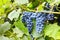 Branches of Shiraz grapes growing in the garden.