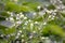 Branches of shrub with small unblown buds on greenery background. Close-up