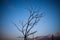 Branches silhouettes of the dry tree against the sunset sky