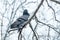 Branches with snow in a winter cold forest and a pigeon bird