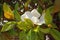 Branches of southern magnolia tree with leaves and flower