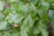 Branches with spring leaves European beech Fagus sylvatica, selective focus.