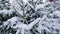 Branches of spruce covered with freshly fallen snow in park