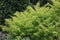 Branches of a Staghorn Sumac tree with green scalloped leaves in the summer in Wisconsin