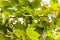 Branches  of a sycamore tree tree with green leaves and spiny round fruits in a city park in Milan