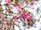 Branches of Symphoricarpos, snowberry with pink berries covered with snow. Selective focus. Blurred winter background