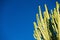 Branches of tall cactus against clear sky