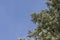 Branches of a tall pine tree against a blue sky