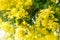Branches of tender fluffy mimosa spring flowers in sunbeams. Holidays and gardening concept