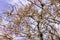 Branches of the Terebinth Pistachio tree with varying degrees of ripeness close up.