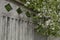 Branches with thick foliage and dense blooming white and pink spring flowers apple trees hanging over gray fluted concrete fence