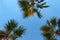 Branches of three Mexican fan palm trees in the blue sky background