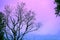 Branches of a tree in autumn against foggy sky