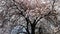 Branches of a Tree in Blossom - Spring Season Blooming