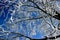 Branches of a tree covered with hoarfrost. View from below